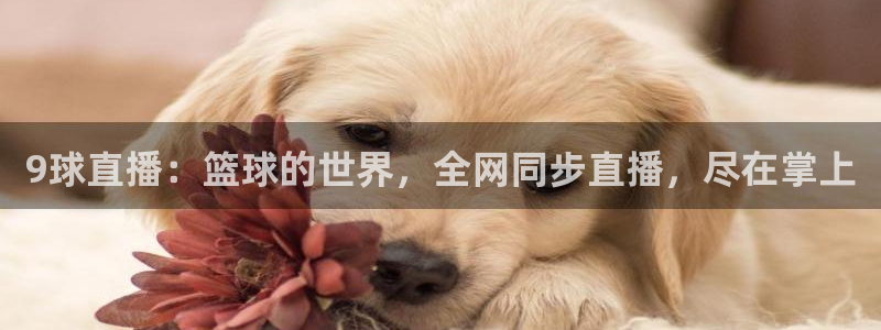 9球直播：篮球的世界，全网同步直播，尽在掌上