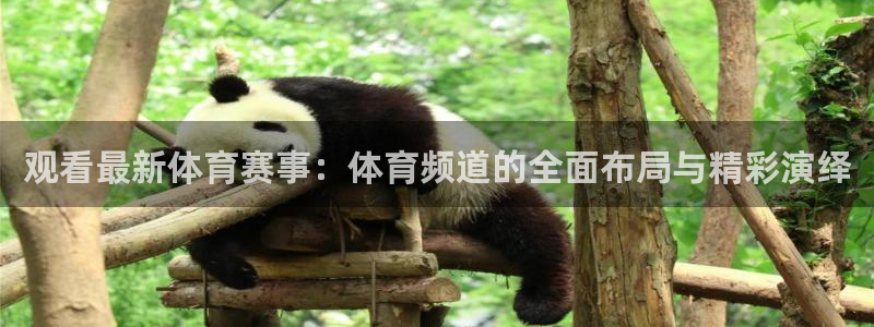 观看最新体育赛事：体育频道的全面布局与精彩演绎